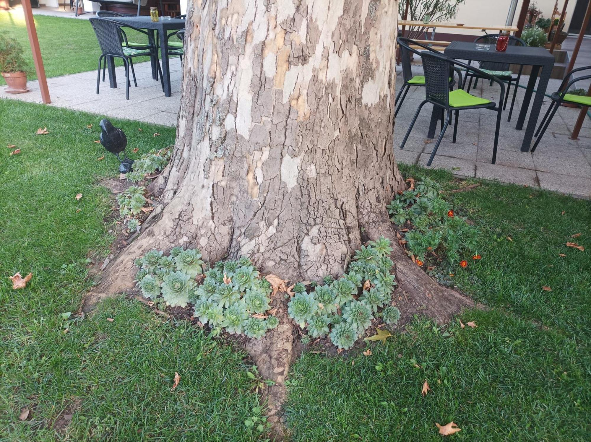 Tartos Szegfu Vendeghaz, Maganszallas Tazlar Exterior foto
